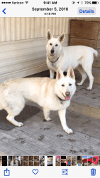 Akc white german shepherd pups
