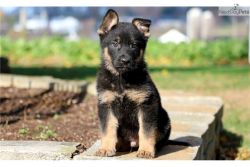 German Shepherd puppies for Adoption