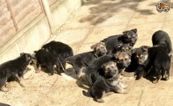 Kc Registered Pedigree German Shepherd Puppies For Sale