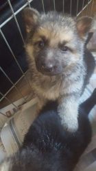 Boy NS gIRL German Shepherd Pups For Sale