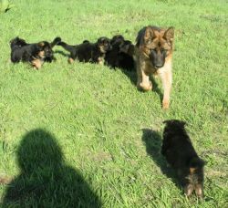German Shepherd K.c. Reg Puppies for adoption