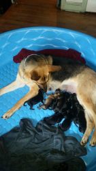 Just born German Shepherd puppies