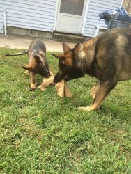 Pure Bred German Puppies for sale