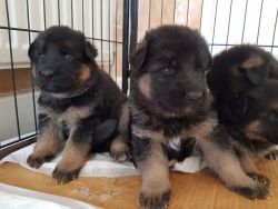 Kc German Shepherd Puppies