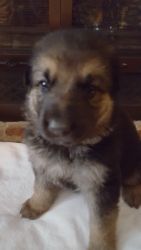 St. John's AKC Registered German Shepherd puppies.