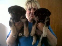 8 German Shepherd puppies -