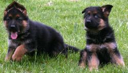 Top Quality AKC German Shepherd Puppies