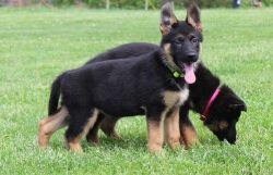 AKC Working-Line German Shepherd Puppies For Sale
