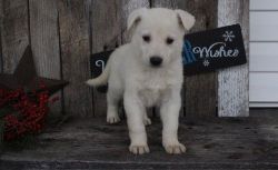 Home Raised White German Shepherd puppies