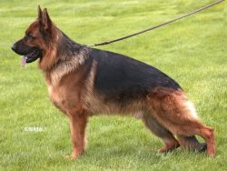 Pure breed German shepperd puppies