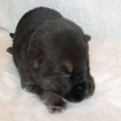 AKC registered German Shepherd puppies