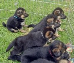 Dutch Shepherd X German Shepherd Puppies For Sale