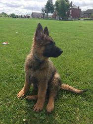 Outstanding Big Boned Gsd Pups Ready
