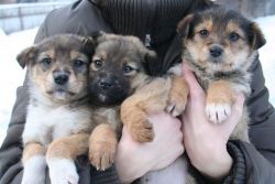 German Shepard Puppies Available for Free Adoption