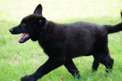 German Shepherd puppy, Solid Black
