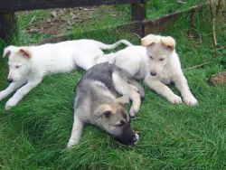 Smart C.K.C Male/Female German Shepherd Puppies For Adoption