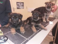 Healthy C.K.C German Shepherd Puppies Now Ready For Adoption