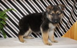 cute German shepherd puppies for adoption..