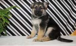 cute German shepherd puppies for adoption..