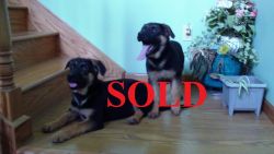 AKC German Shepherd Puppies for sale