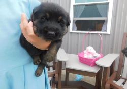 Awesome High Quality Purebred German Shepherd Puppy