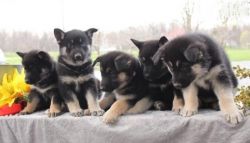 Smart Akc Reg German Shepherd Puppies