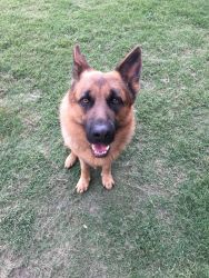 Obedience and Protection Trained 2 year old German Shepherd Male