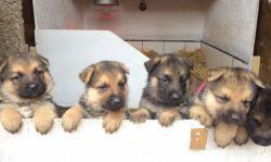 Kc German Shepherd Pups ready for sale to pet lovers