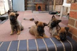 **German Shepherd Puppies Ready Now for adoption**