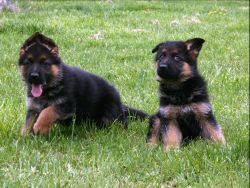 Beautiful German Shepherd Puppies Registered 12 weeks