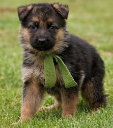 German Shepherd Puppy TEXT , xxxxxxxxxx