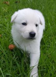 $650, White German Shepherds puppies