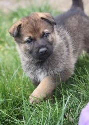 Beautiful AKC High Quality Purebred German Shepherd Puppy