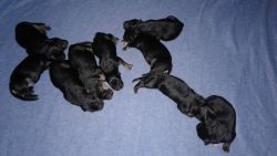 AKC German Shepherd Puppies Black/Red