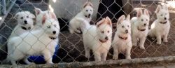 Beautiful Purebred White German Shepherd Puppies Grand Champion Lines