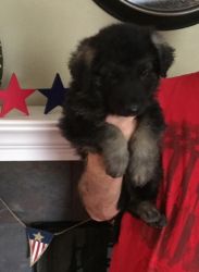 Awesome AKC High Quality Purebred German Shepherd Puppy