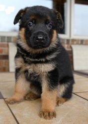 Quality German Shepherd Dog Puppies For Sale