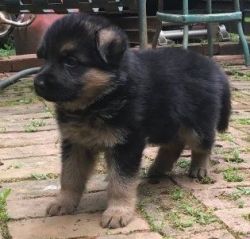 German shepard pups available for sale