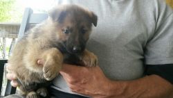 Purebred German Shepherds, from $300l