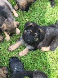 Black/black& Silver German Shepherd Puppies