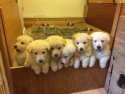 White German Shepherds Pups For Sale