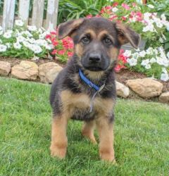 Report AdCharming German Shepherd Puppies Need A New Home