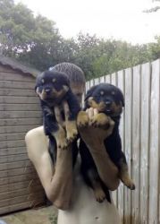 Full breed German Rottweiler puppies for sale