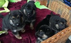 Affectionate German Shepherd Puppies Searching For New Homes