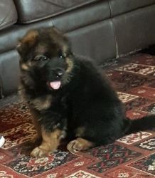 Chunky Gsd Pups For Sale - Unregistered