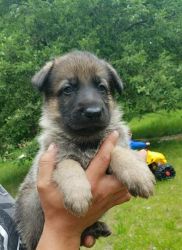 Akc male and female german shepherd pup straight back