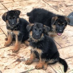 German Shepherd puppies from imported champion bloodline