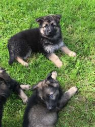 Chunky German Shepherd Puppies Ready For Viewing