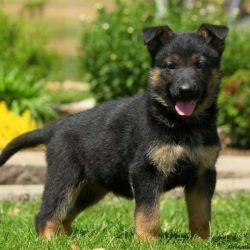 Adorable Akc registered German Shepherd Puppies puppies for adoption..