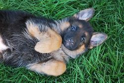 German Shepherd puppies Ready now for a good family